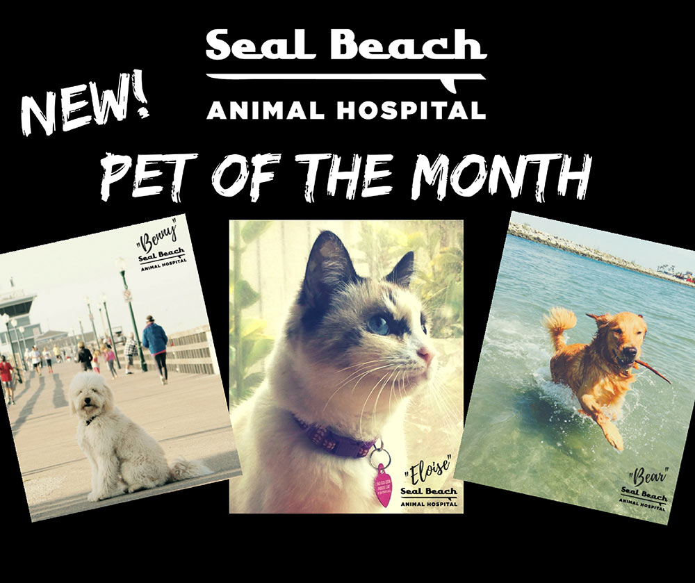 Pet of the Month